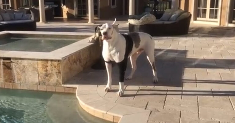 Deaf Dog Was Told He’s Not Allowed In The Pool, Throws
‘Oscar-Worthy’ Temper Tantrum