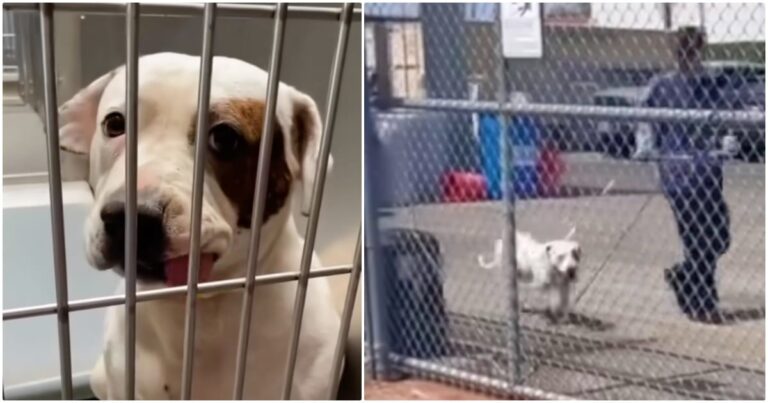 Deaf Shelter Dog Is Led Beyond Fence To A Parking Lot Where
Someone Awaits