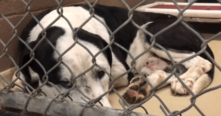 Desperate Dogs Resist as Owners Drag Them to Shelter,
Finding Unexpected Hope and New Beginnings