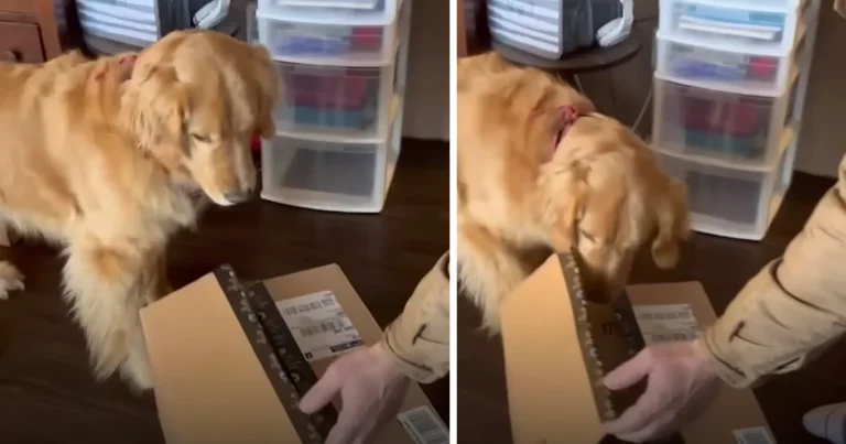 Devastated Golden Retriever Gets A Gift To Help Ease His
Pain &amp; Loneliness