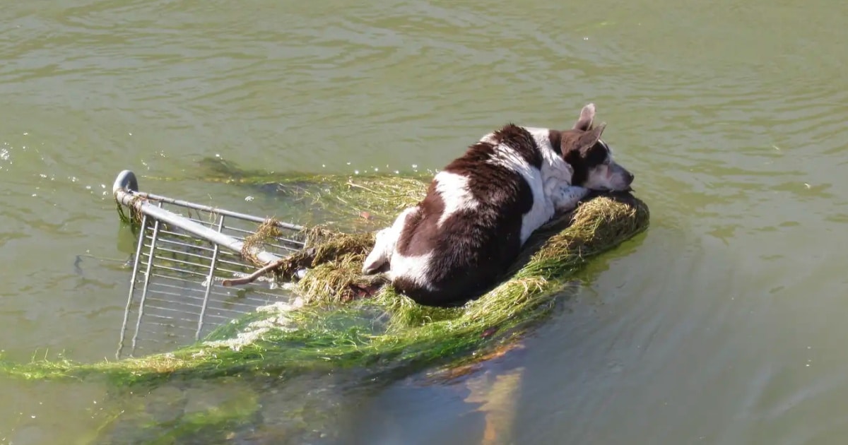 Dog Floating In Canal Clung To A Shopping Cart With ‘Little
Chance Of Making It’