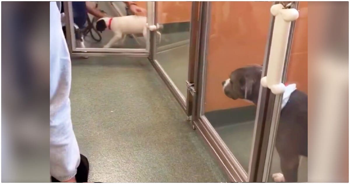 Dog Looked On As Adopters Chose Puppies Over Her