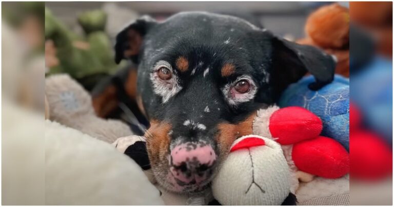 Dog Lost His Leg But Not His Life, Brings Plushies With Him
For Support