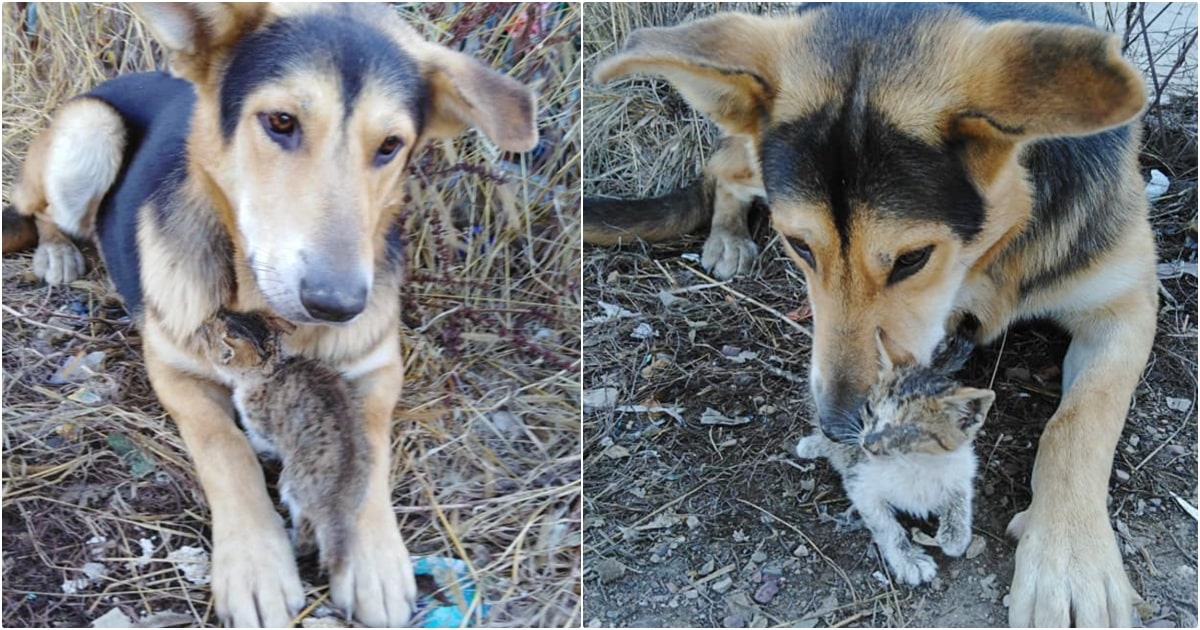 Dog Put Fragile Kitten’s Life Before His Own While Living In
Garbage Dump