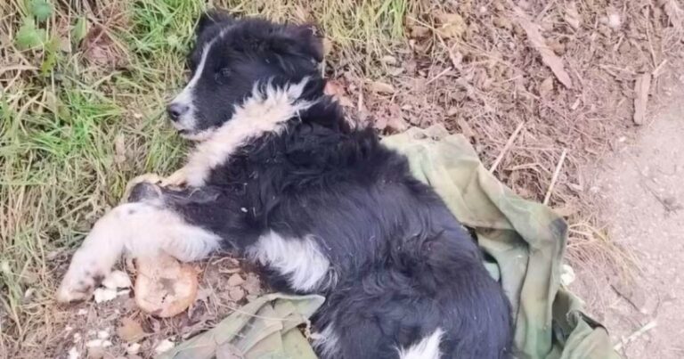 Dog Slept On An Old Raggedy Shirt Because It Smelled Of
Home