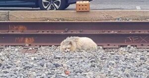 Dog Slept On Train Tracks When He Had Nowhere Else To
Go