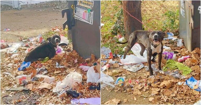 Dog Tangled Around A Tree, Made A Bed Out Of Trash And
Fallen Leaves