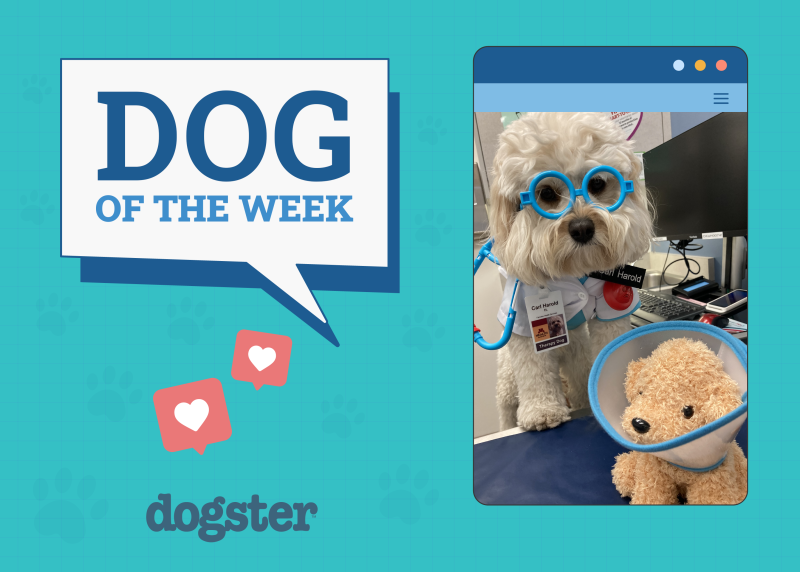 Dogster Photo Contest: Dogs of the Week