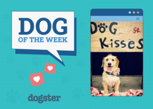 Dogster Photo Contest: Dogs of the Week