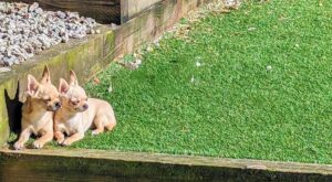 Ned and Fred sunbathing in the yard