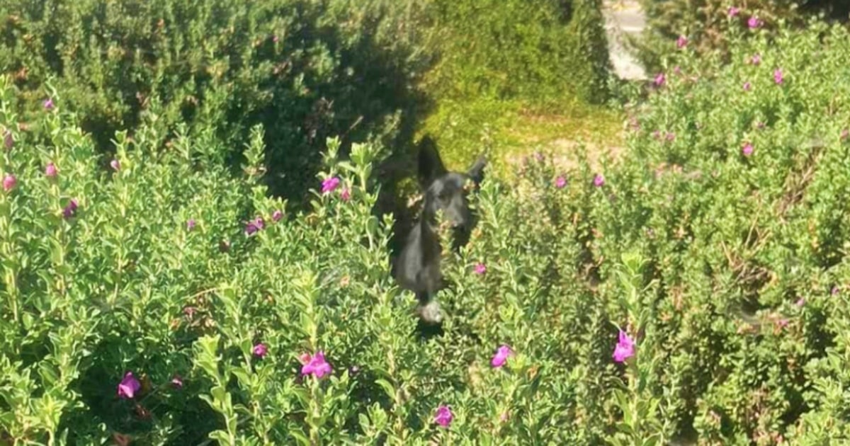 Ears Peeked Out Near Exit Ramp But When Driver Stopped, The
Ears Were Gone