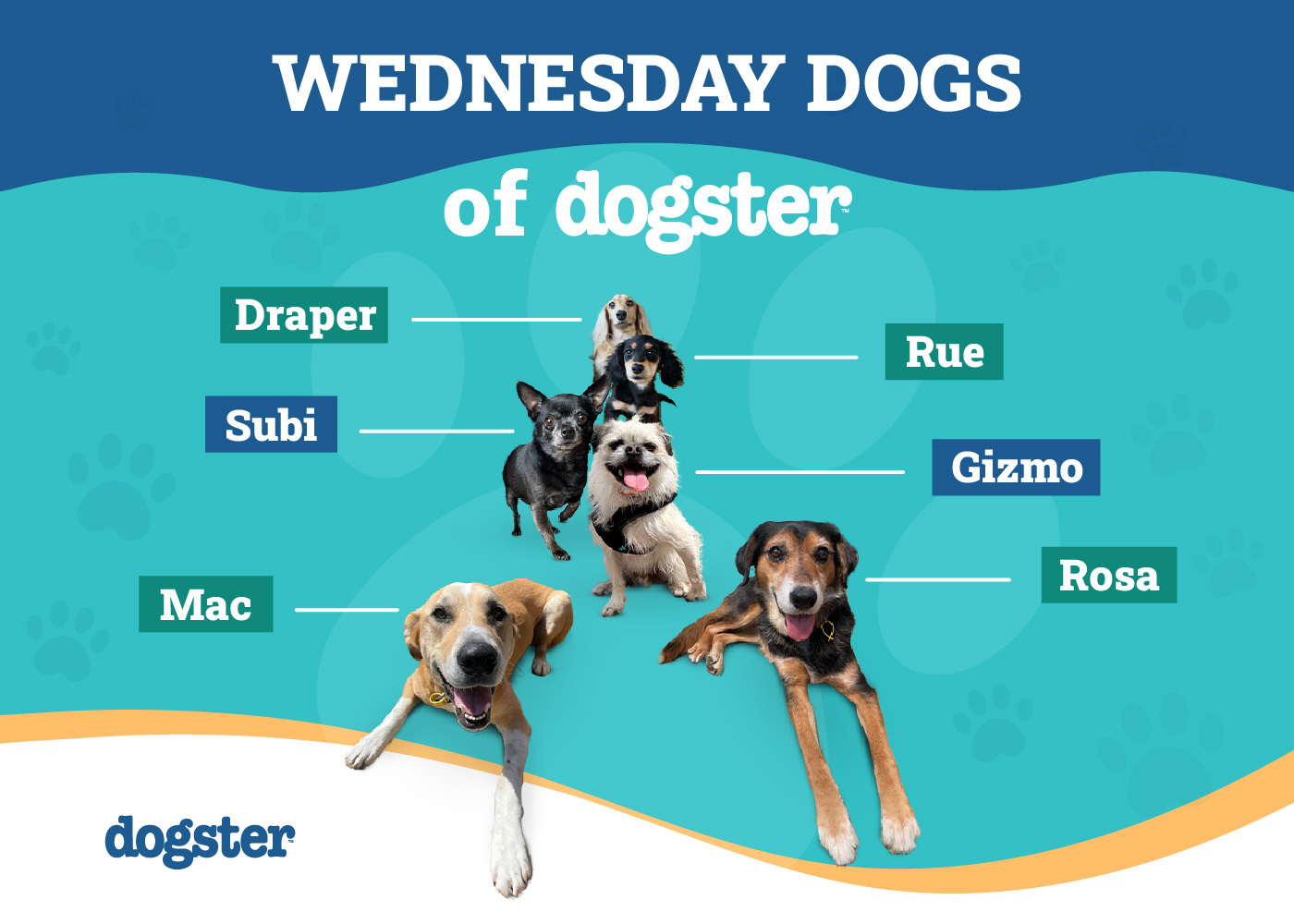 Dogster_Wednesday Dogs_v2-6_Oct 9 2024