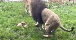 Fed-Up Lion Cub Finally Retaliates For His Dad Picking On
Him