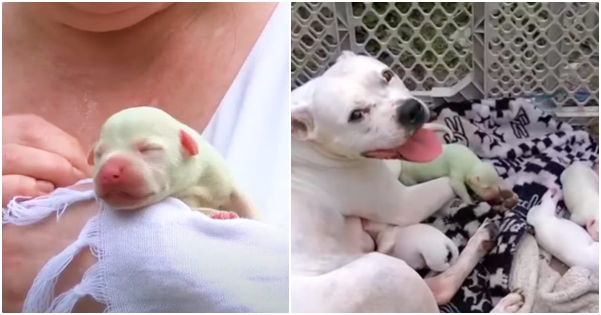 Green Puppy Born With Litter Of White Siblings, Is Doted On
By Mom