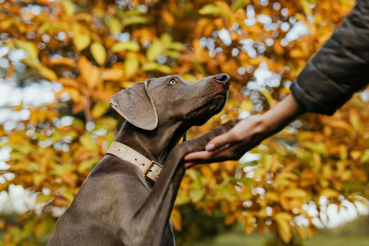 How To Teach Your Dog To Be A Friendly Neighbor