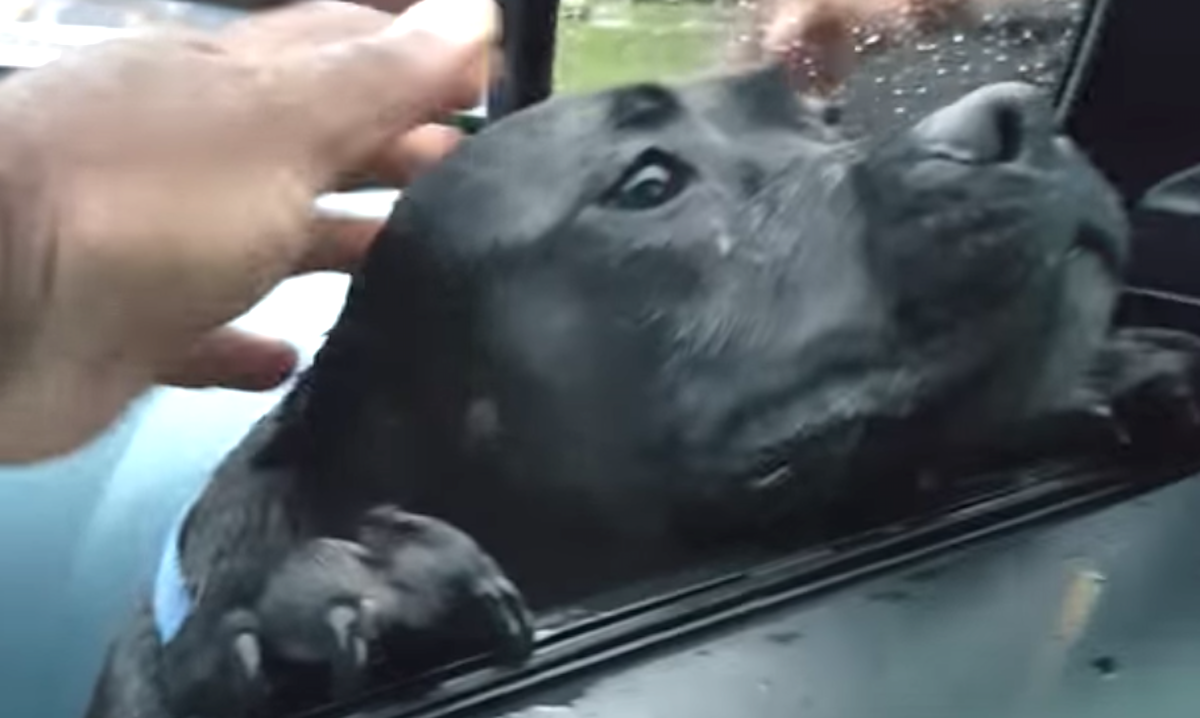 Hungry Stray Walks Up To Stranger’s Car, Man Makes The
‘Mistake’ Of Offering Food