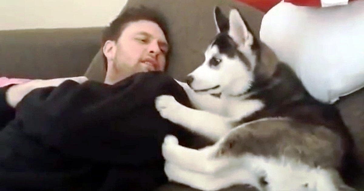 Husky Puppy Has ‘Heated Debate’ With Owner, And “Punishes”
Himself When He Loses