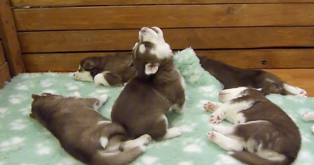 Husky Pup’s ‘Unique’ Howl Was So Soothing That His Siblings
Slept Right Through It