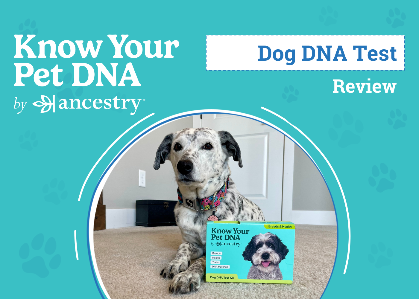 Know Your Pet Dog DNA Test