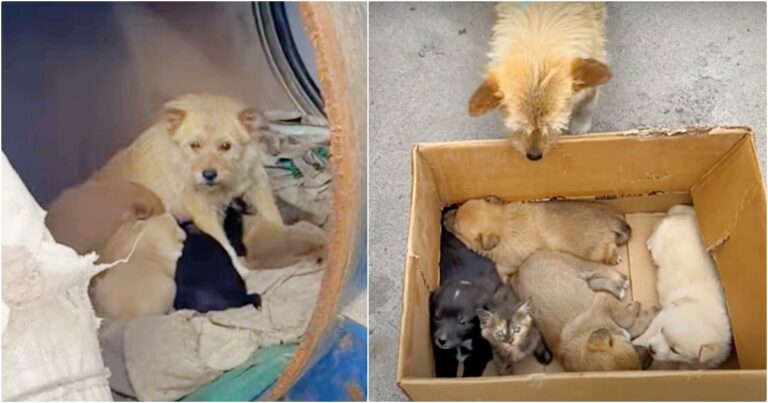 Lady Meets Mama Dog ‘Living In Barrel’ With Her Babies But
They’re Not Puppies At All