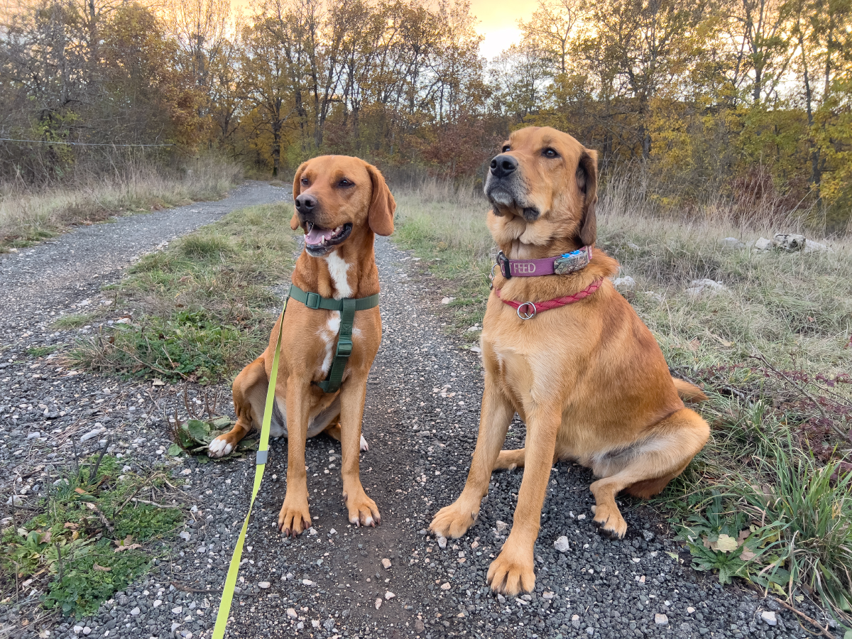 lava and hela sitting outdoor