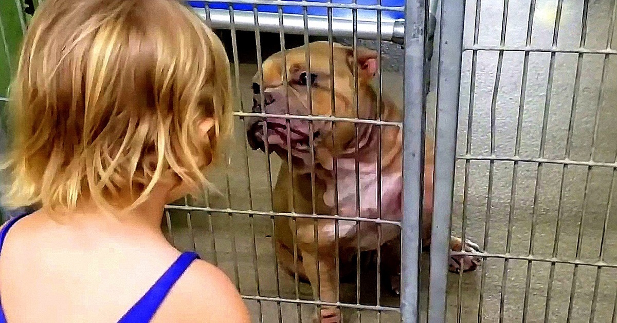 Little Girl Wanted The Dog Who Was “Shaking &amp;
Hiding” At The Back Of The Shelter