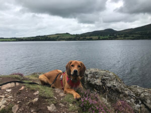 Lava with long lead lying by the lake