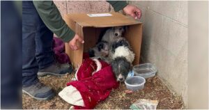 Mama Dog ‘Clutched’ Her Pups As Temps Dropped, Sat In Box On
Frosty Grass