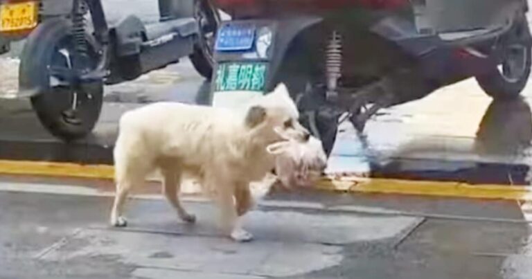 Man Trails Dog Carrying A Bag of Food And It Fills Him With
Warmth