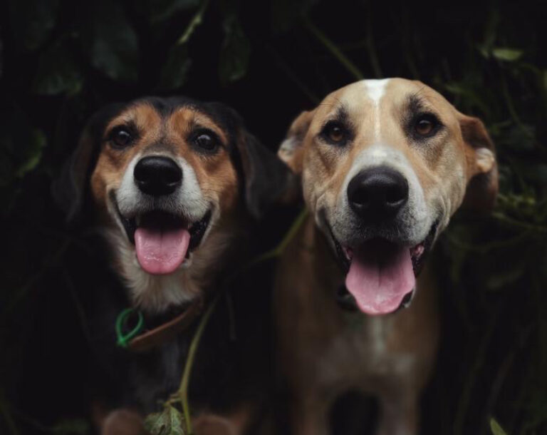 Meet Rosa &amp; Machado, Our Adorably Cheeky Rescue
Pups