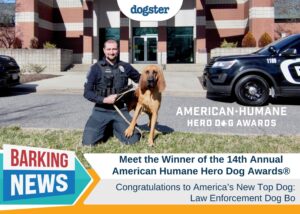 Barking News: Meet the American Human Hero Dog Winner Bo