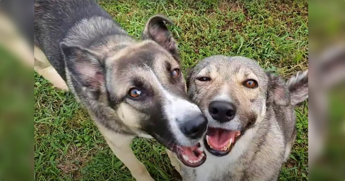 Mother Dog Stood At Gate With Her Last Puppy Aching For A
Home Too