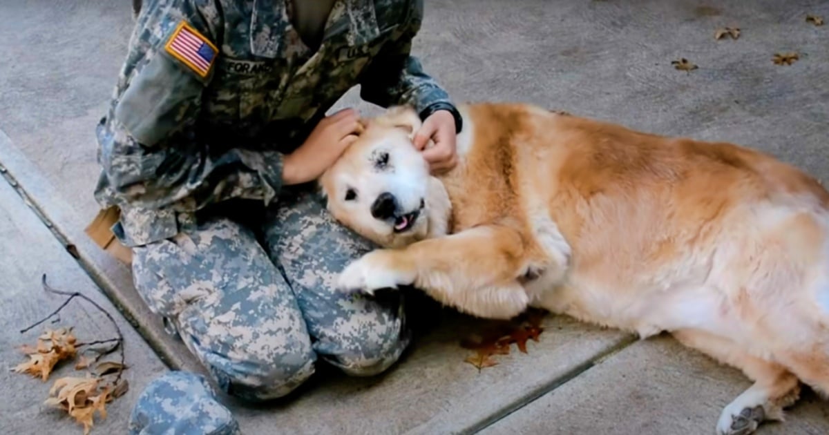 Old Dog ‘Collapsed In Pure Happiness’ When Her Human
Returned Home