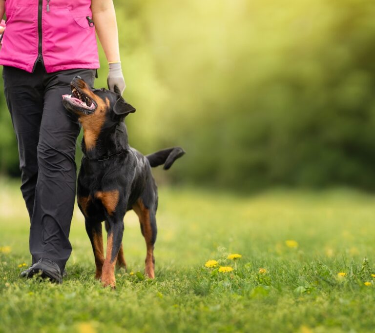 Premack Principle: What Is It &amp; How You Can Use It
to Train Your Dog