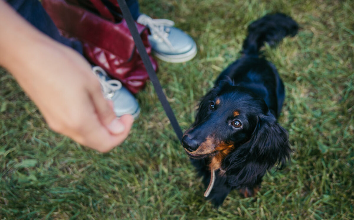 Preventing Diabetes in Dogs: A Guide to Keeping Your Pup
Healthy