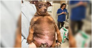 Puppy Arrives At Shelter So Chunky He Can Hardly
Move