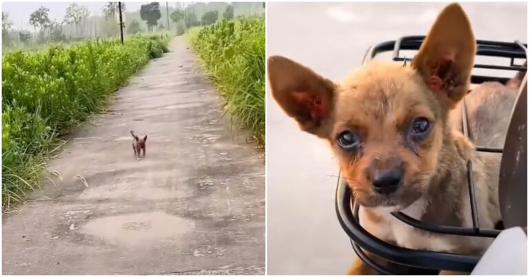 Puppy Ran As Fast As His Tiny Legs Could Go To A Man On
Motorbike