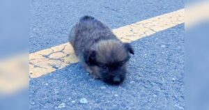 Puppy Scurried After Man On Bike But Got Too Tired To Carry
On