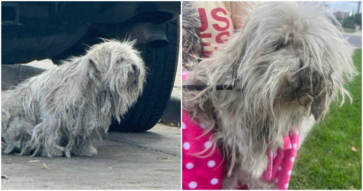 Rescuers ‘Shave Away Dog’s Past’ With Heavy Dreadlocks
Covering His Face And Body