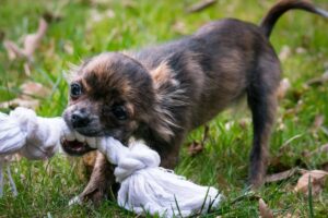 Science Explains – Why Dogs Love Certain Toys (Plus 2
Reasons They Don’t)