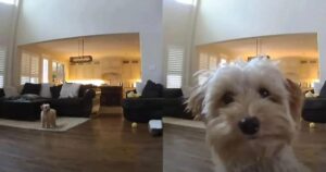 Security Cam ‘Captures’ Mini Goldendoodle Pup Giving Kisses
to Her Dad