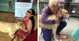 Seeing Eye Dog Heroically Calls 911 to Save Blind Owner’s
Life