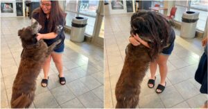 Staff Chokes Back Tears When Missing Dog Runs To Hug
Mom