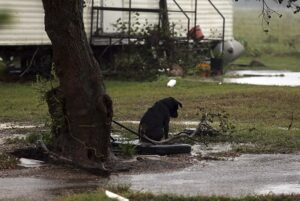 State Launches Efforts to Protect Dogs Abandoned During
Disasters