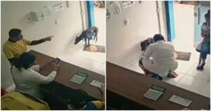 Stray Dog In Pain Brings Himself To An Animal Clinic To Get
Checked Out