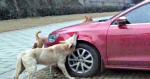 Stray Dog Kicked By Driver Returns With His Friends To Trash
His Car