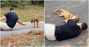 Stray Gives In And Lays Down Beside The Man Who Kept At
It