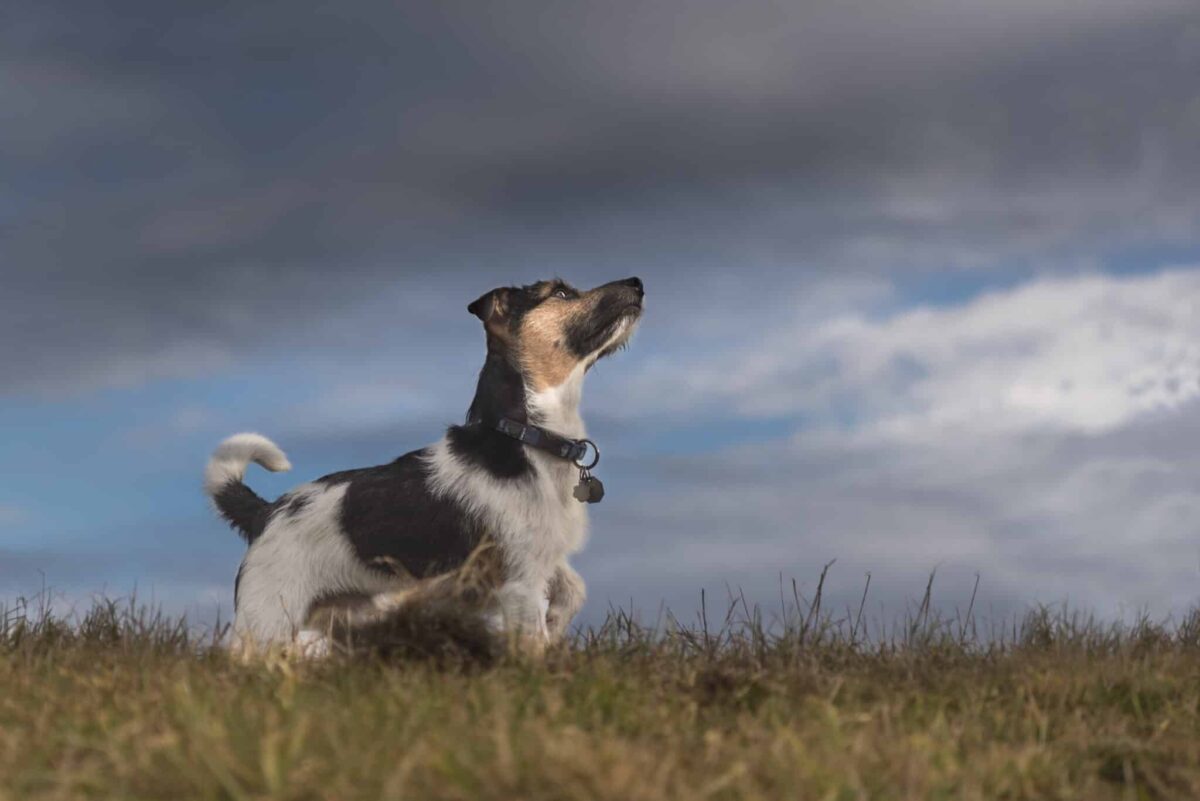 Surprising Ways Dogs Can Sense Natural Disasters