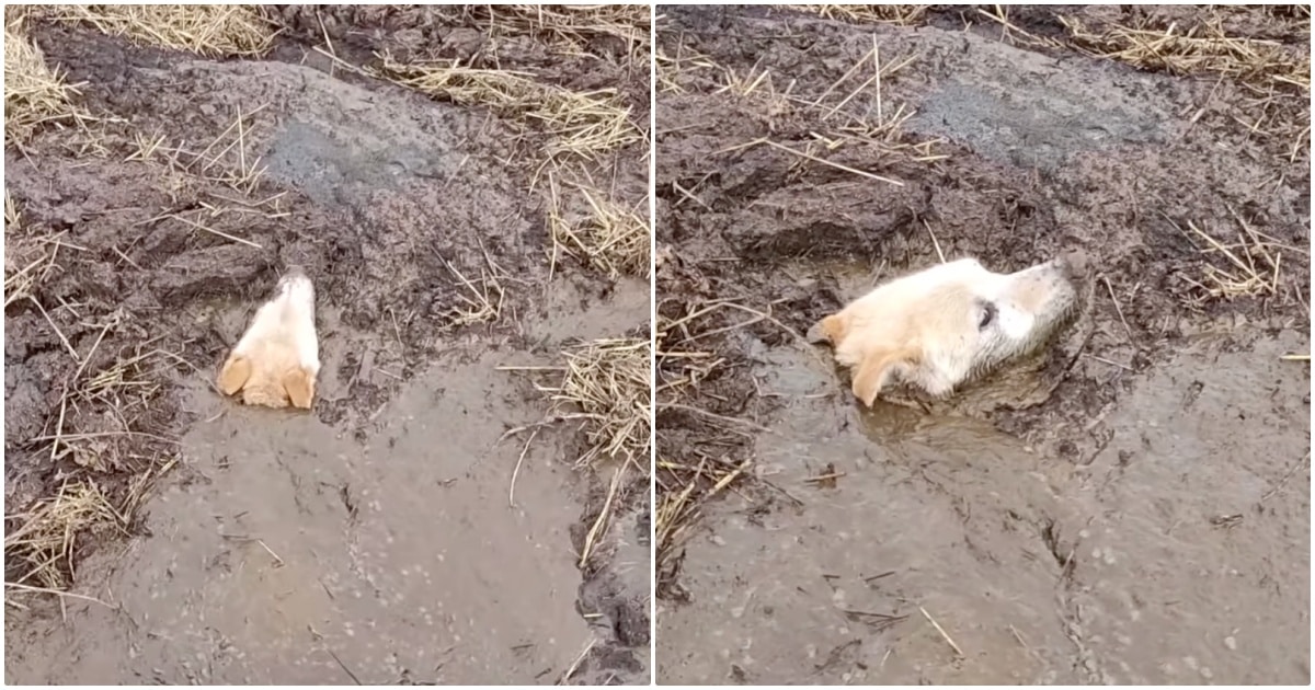 Swamp Mud Swallowed Up A Dog And She Was Sinking
Fast