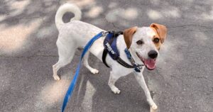 A white dog with solid brown on his ears and one side of his face and brown ticking on his body is wearing a blue harness and attached leash. He is trotting on pavement toward the camera with his mouth open and his eyes soft, looking happy.